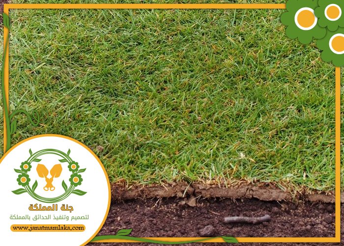 تركيب عشب طبيعي غرب الرياض