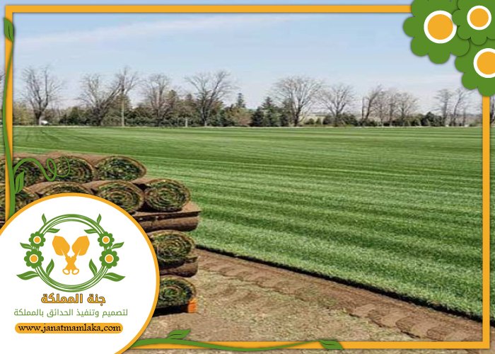تركيب عشب طبيعي غرب الرياض